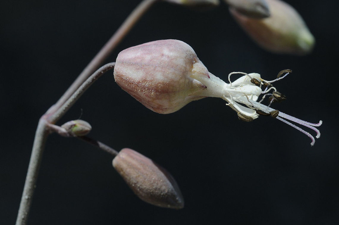 Silene fabaria Turkey, Dacta peninsula, N coast Geotagged,Silene fabaria,Spring,Turkey