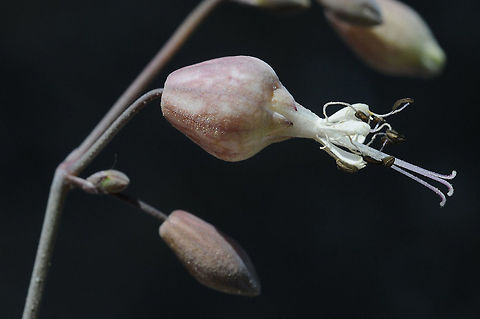 Silene fabaria Turkey, Dacta peninsula, N coast Geotagged,Silene fabaria,Spring,Turkey