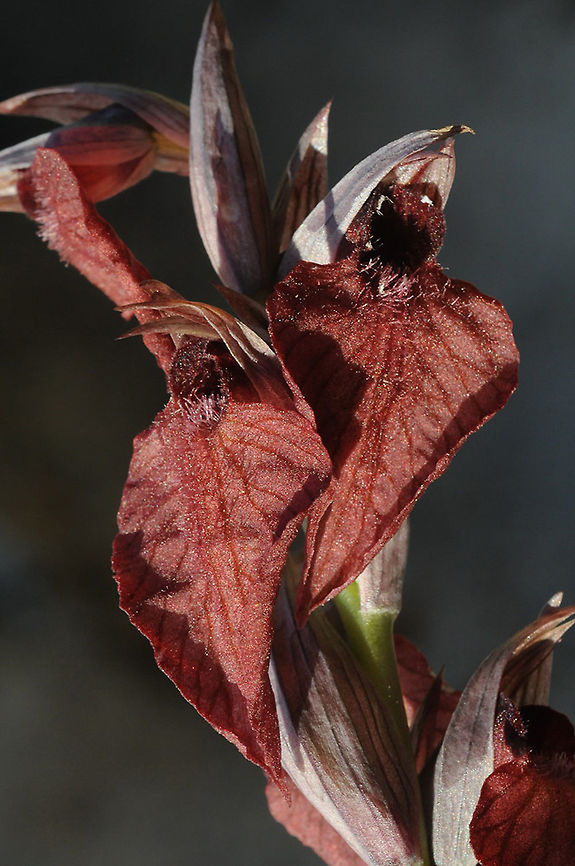 Serapias cordigera Serapias cordigera is a terrestrial Mediterranean orchid. Turkey, E Dacta Peninsula Geotagged,Serapias cordigera,Spring,Turkey