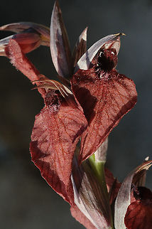 Serapias cordigera Serapias cordigera is a terrestrial Mediterranean orchid. Turkey, E Dacta Peninsula Geotagged,Serapias cordigera,Spring,Turkey