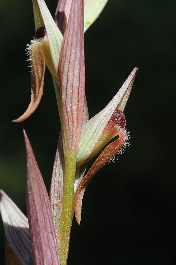 Serapias begonii Serapias begonii is a Mediterranean terrestrial orchid. Turkey, S of Kemer, near Cirali Geotagged,Serapias bergonii,Spring,Turkey