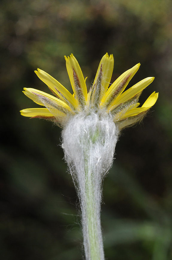 Scorzonera eriophora Scorzonera eriophora is an extrelemy hairy species. Turkey, Datca Peninsula, Hizirsah Village Geotagged,Scorzonera eriophora,Spring,Turkey