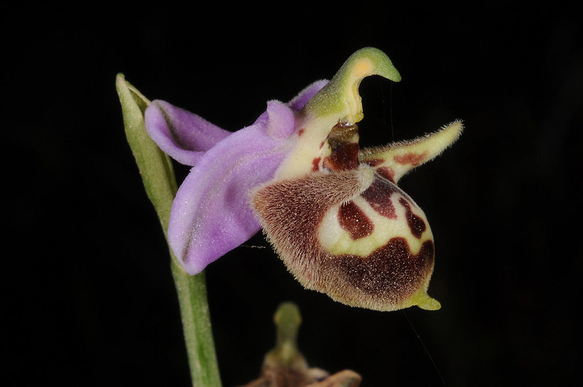 Ophrys calypsus Ophrys calypsus is one of the most beautiful bee-orchids, it blooms at the end of spring when most other Mediterranean plants are drying already. Turkey, Dacta peninsula, N coast Ophrys calypsus