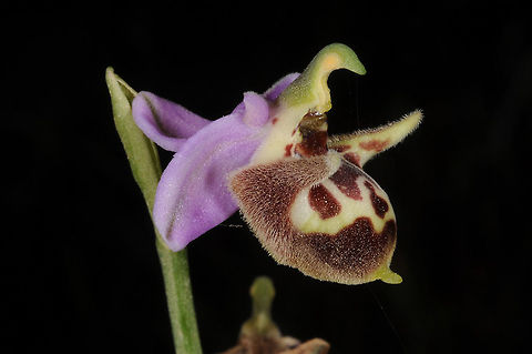 Ophrys calypsus Ophrys calypsus is one of the most beautiful bee-orchids, it blooms at the end of spring when most other Mediterranean plants are drying already. Turkey, Dacta peninsula, N coast Ophrys calypsus