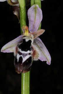 Ophrys reinholdii Ophrys reinholdii is a small but intriguing bee orchid. Turkey, above Gocek, G&ouml;k&ccedil;eovacık Geotagged,Ophrys reinholdii,Spring,Turkey,reinholdii