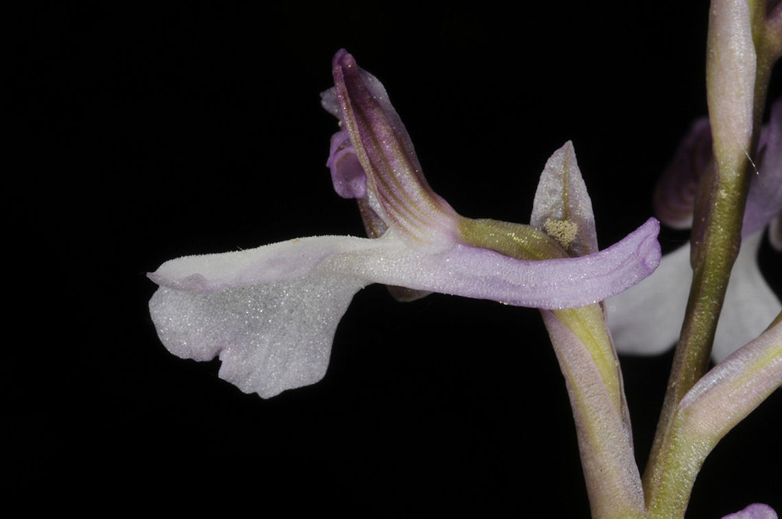 Orchis syriaca Turkey, S of Kemer, near Cirali Geotagged,Orchis syriaca,Spring,Turkey