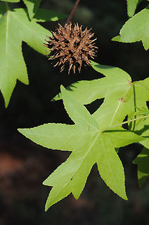 Liquidamber orientalis This is not a plave tree, it is Liquidamber orientalis. Turkey, E Dacta Peninsula Geotagged,Liquidambar orientalis,Oriental Sweetgum,Oriental sweetgum,Spring,Turkey,orientalis
