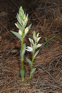 Cephalanthera epipactoides Turkey, hills west of Marmaris Cephalanthera epipactoides,Geotagged,Spring,Turkey