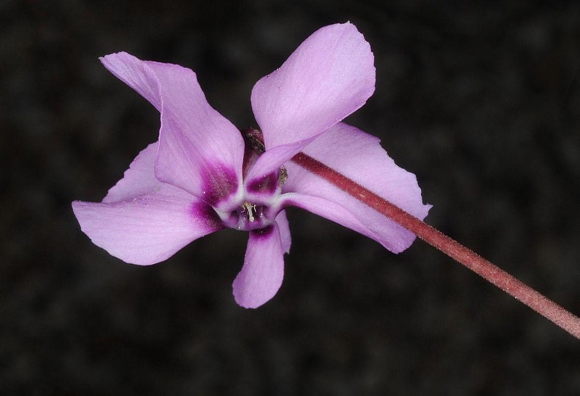 Cyclamen alpinum Cyclamen alpinum is a Turkish endemic. I found it in a cedar forest in Turkey, above Kas. Cyclamen alpinum,Geotagged,Spring,Turkey