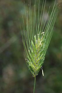 Dasypyrum villosum Dasypyrum villosum is an E Mediterranean annual grass. Turkey, near Bodrum Dasypyrum villosum,Geotagged,Spring,Turkey