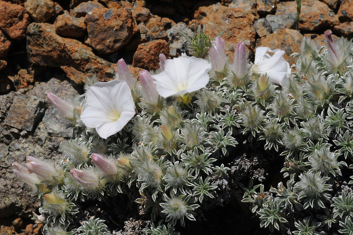 Convolvulus compactus Convolvulus compactus is a compact E Mediterranean perennial. Convolvulus compactus,Geotagged,Spring,Turkey