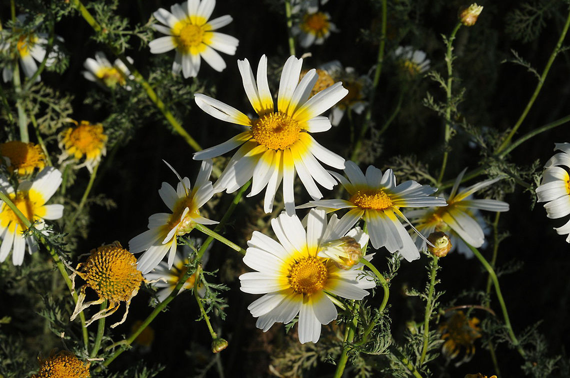 Glebionis coronaria var discolor Glebionis coronaria var discolor is a common Mediterranean annual. It has a typical bi-colored flowering head. Garland Chrysanthemum,Geotagged,Glebionis coronaria,Spring,Turkey