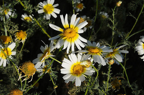 Glebionis coronaria var discolor Glebionis coronaria var discolor is a common Mediterranean annual. It has a typical bi-colored flowering head. Garland Chrysanthemum,Geotagged,Glebionis coronaria,Spring,Turkey