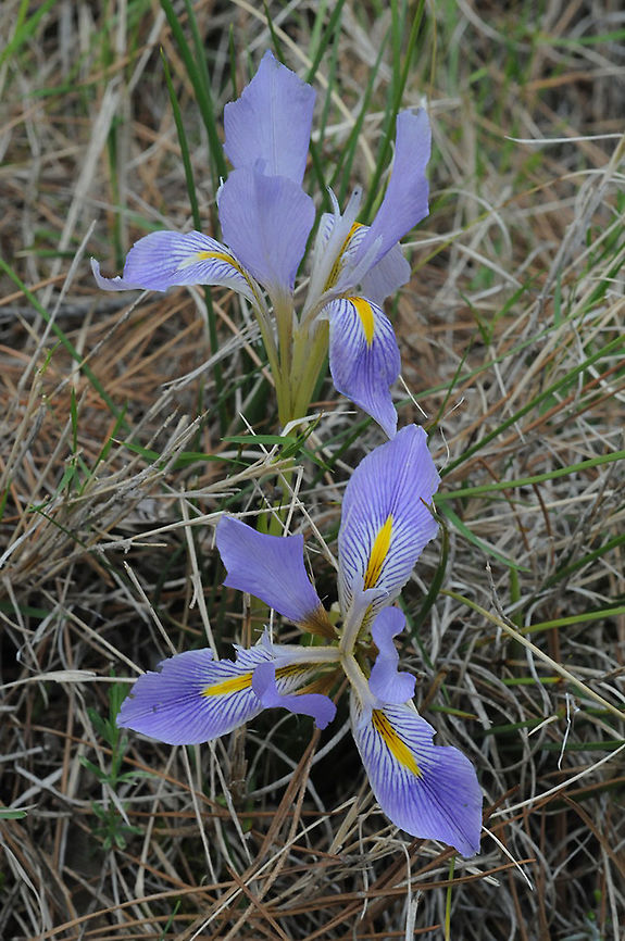 Iris_unguicularis ssp stenophyllus Iris_unguicularis ssp stenophyllus grows in Mediterranean W Turkey. Road to Antiyayla Geotagged,Iris unguicularis,Spring,Turkey
