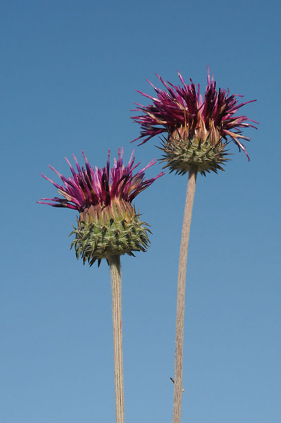 Jurinea mollis Jurinea mollis is a tall thistle of the E Mediterranean. Turkey, E Dacta Peninsula Geotagged,Jurinea mollis,Spring,Turkey