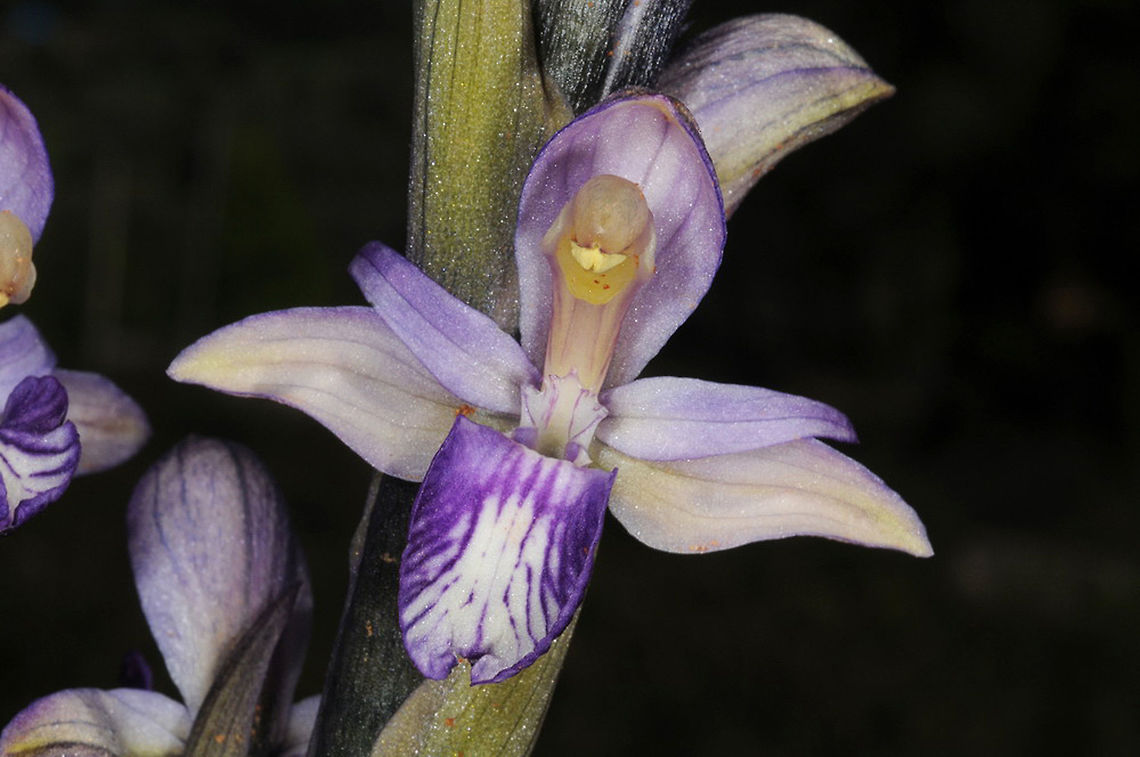 Limodorum abortivum Limodorum abortivum is a Mediterranean orchid that penetrates Europe and eastwards the Caucasus. It is parasiting soil fungues. Turkey, hills west of Marmaris Geotagged,Limodorum abortivum,Spring,Turkey,Violet Limodore