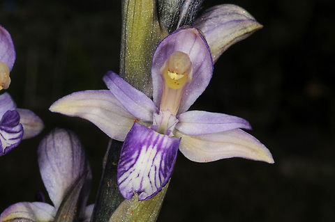 Limodorum abortivum Limodorum abortivum is a Mediterranean orchid that penetrates Europe and eastwards the Caucasus. It is parasiting soil fungues. Turkey, hills west of Marmaris Geotagged,Limodorum abortivum,Spring,Turkey,Violet Limodore