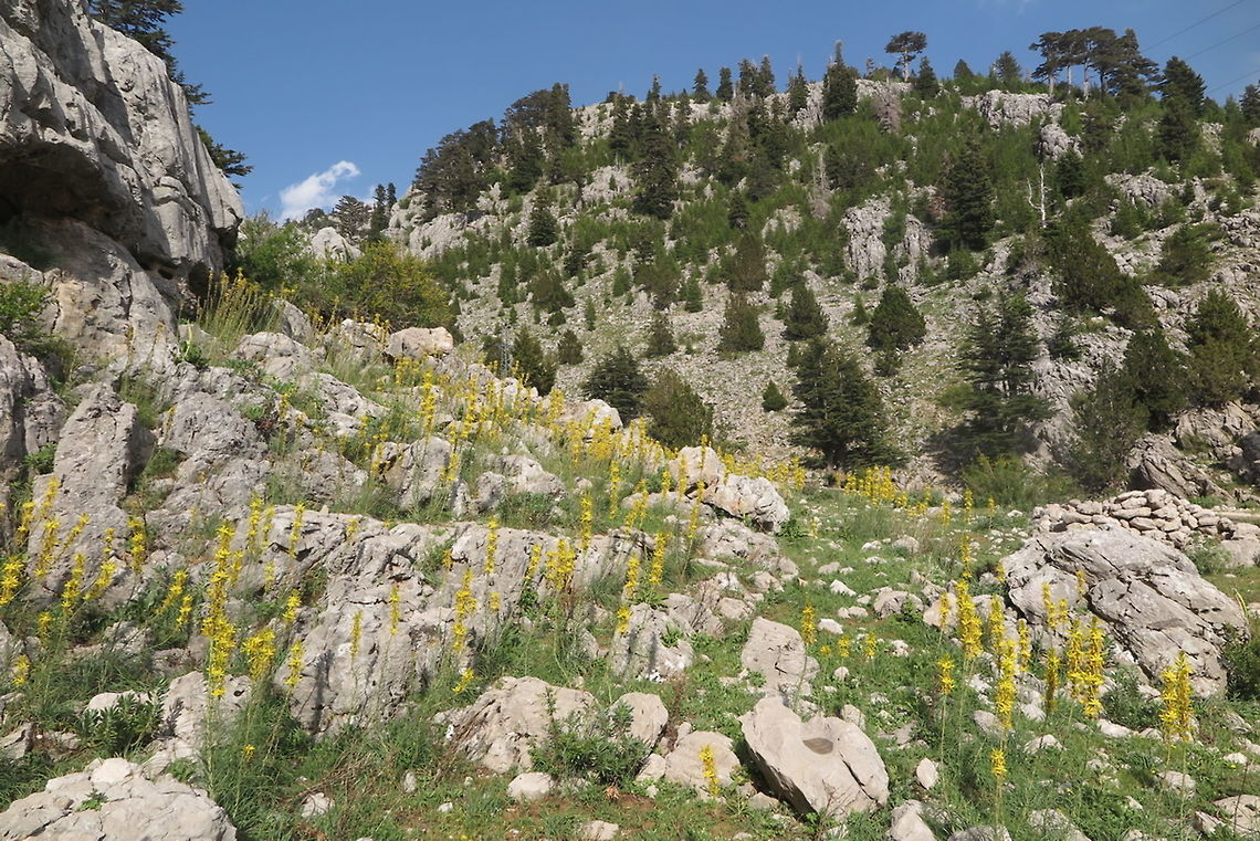 Asphodeline lutea Asphodeline lutea is a common Mediterranean perennial. Turkey, Antalya - below Egrigol Asphodeline lutea,Geotagged,King's Spear,Spring,Turkey