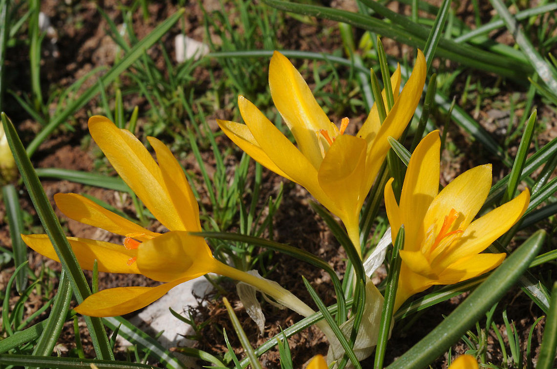 Crocus henrikii Crocus henrikii blooms just after the snow melts. Turkey, near Egrigol, 2050m Crocus henrikii
