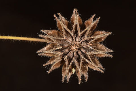 Abutilon indicum Abutilon indicum is a widespread tropical perennial. In Israel it is very rare and endangered. Wadi Kelt, Ein Fuar Abutilon indicum,Fall,Geotagged,indicum