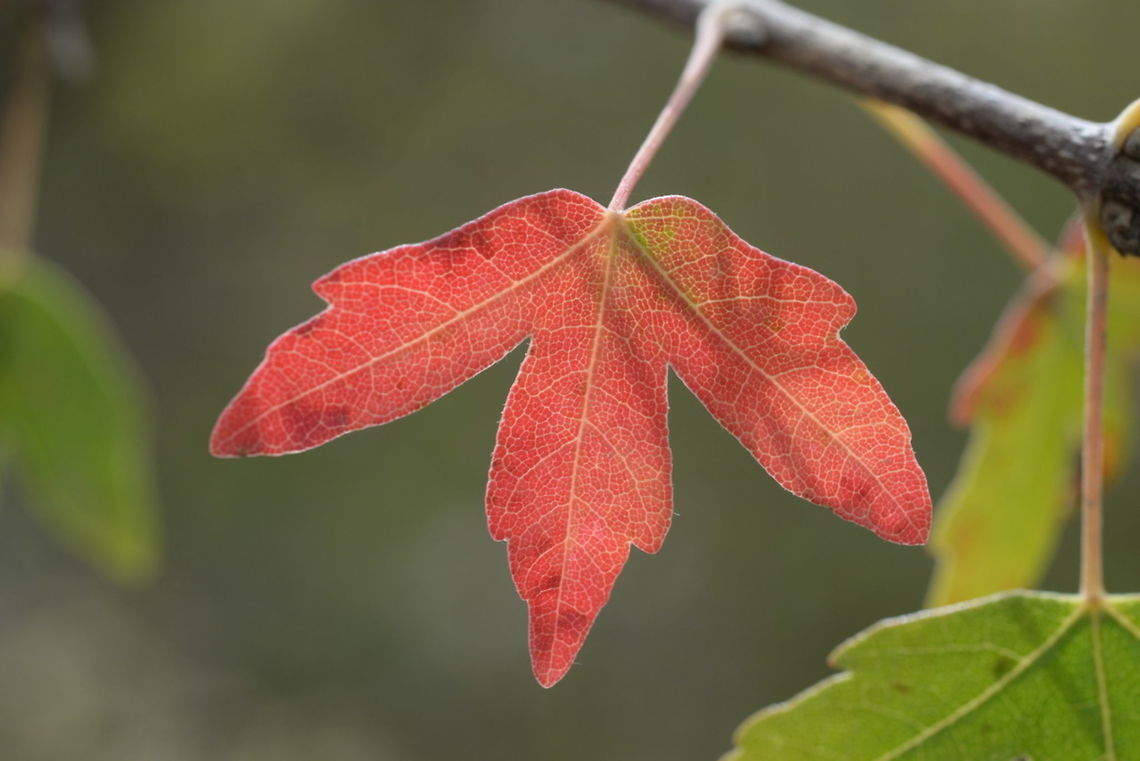 Acer monspessulanum ssp microphyllum This is a small leaved subspecies of the north Mediterranean Acer monspessulanum. Found in Hermon, lower Ski station, 1650m Acer monspessulanum,Fall,Geotagged,Montpellier maple
