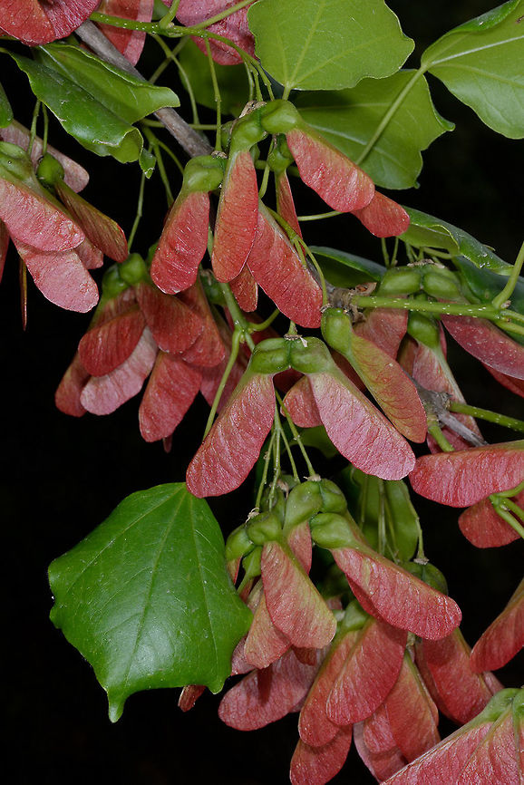 Acer obtusifolium Acer obtusifolium is an east Medterranean tree, it is one of the very few evergreen maples. N Israel, U Gallee, near Hurfesh Acer obtusifolium,Geotagged,Israel,Spring