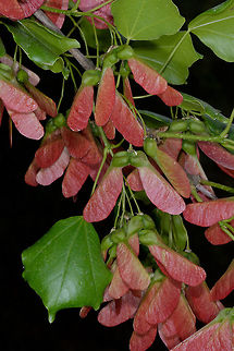 Acer obtusifolium Acer obtusifolium is an east Medterranean tree, it is one of the very few evergreen maples. N Israel, U Gallee, near Hurfesh Acer obtusifolium,Geotagged,Israel,Spring