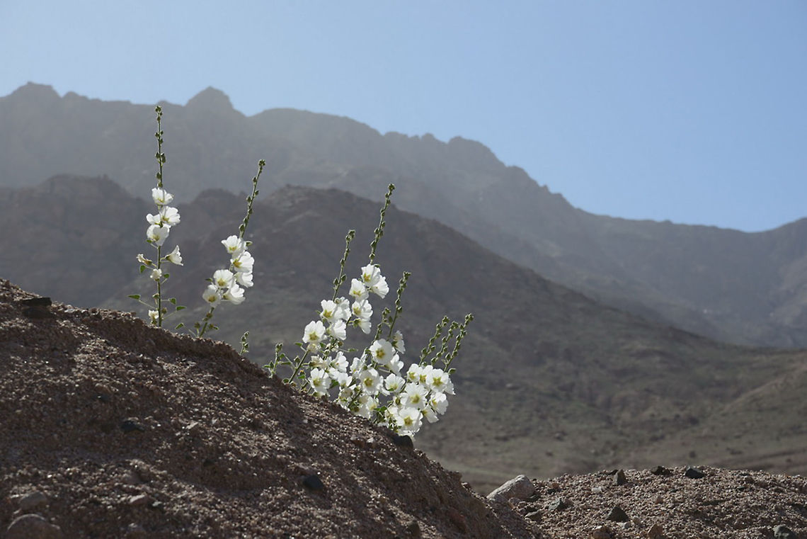 Alcea striata Alcea striata is a rare white hollyhock, in rainy years it blooms in the desert. Alcea striata,Geotagged,Jordan,Spring