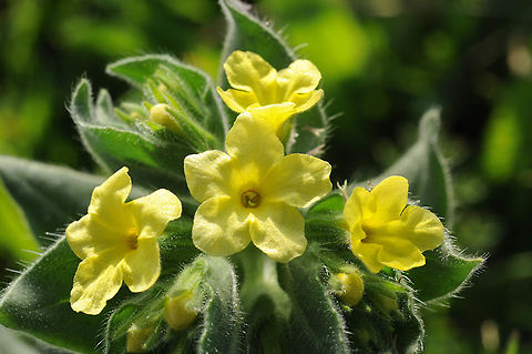 Alkanna galilaea Alkanna galilaea is an extremely rare endemic of N Israel. This picture was taken in N of Golani Jnc Alkanna galilaea,Geotagged,Israel,Winter