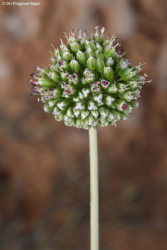 Allium dictyoprasum Allium dictyoprasum grows in the arid mountains of the Middle East. Allium dictyoprasum,Geotagged,Israel,Spring