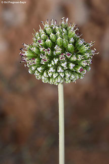 Allium dictyoprasum