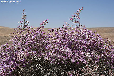 Limonium pruinosum Limonium pruinosum is a desert perennial with felted stems. Most of the year it is leafless, thus decreasing water loss. S Israel, Negev Highlands, road to Mizpe Arod Geotagged,Israel,Limonium pruinosum,Spring