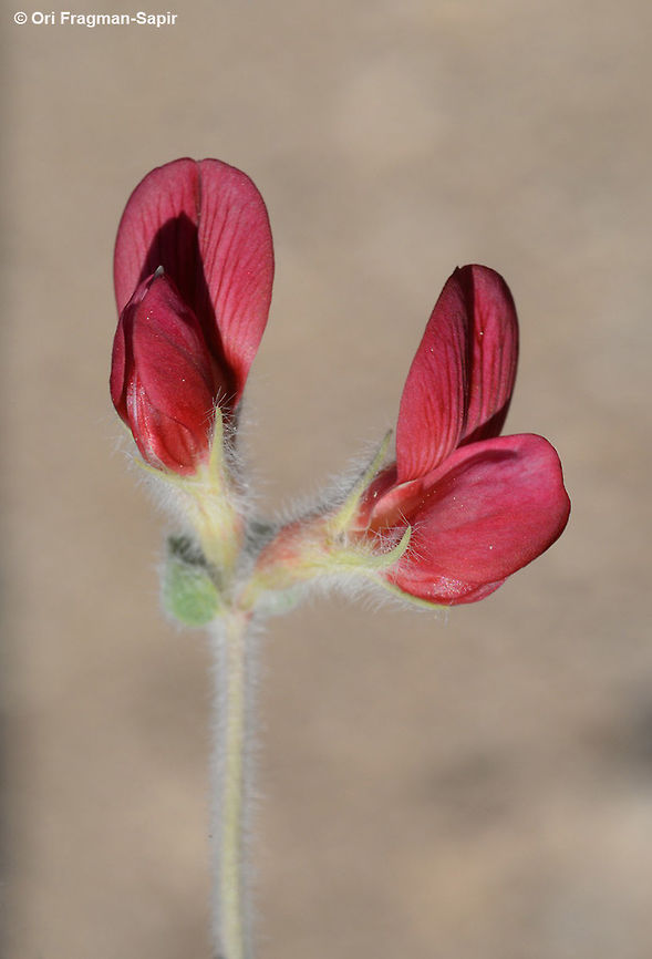 Lotus lanuginosus Lotus lanuginosus is a perennial of the extrme desert. It sprouts and blooms only in rainy years. S Israel, S Negev, edge of Seiifim plain Geotagged,Israel,Lotus lanuginosus,Winter