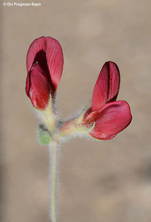 Lotus lanuginosus Lotus lanuginosus is a perennial of the extrme desert. It sprouts and blooms only in rainy years. S Israel, S Negev, edge of Seiifim plain Geotagged,Israel,Lotus lanuginosus,Winter
