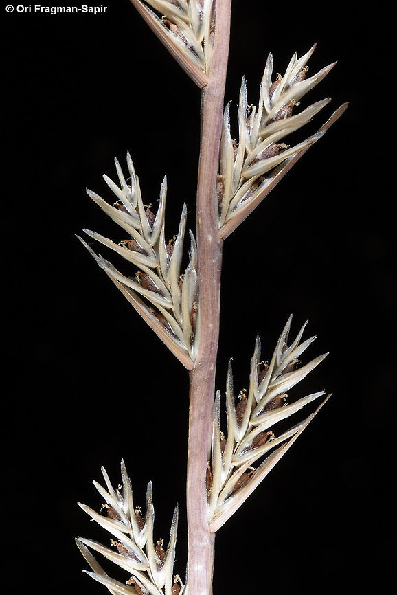 Lolium rigidum Lolium rigidum is one of the cmost common annual weeds in the Mediterranean region. N Golan, Mt Kurtam - Bashanit Ridge Geotagged,Lolium rigidum,Spring,rigidum