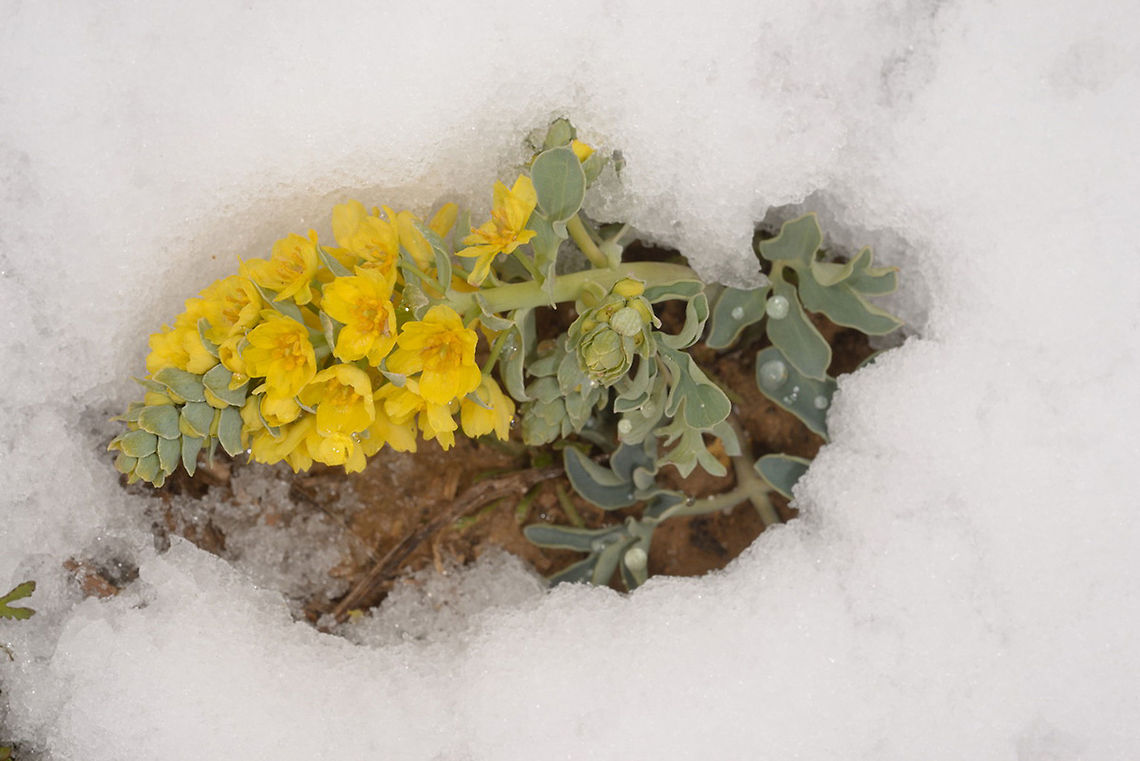 Leontice leontopetalum Leontice leontopetalum is a tuberous plant of Temperate Asia and Europe. Here you can see it in the Negev Desert Highlands (S Israel) after a rare snow storm. Geotagged,Israel,Leontice leontopetalum,Winter