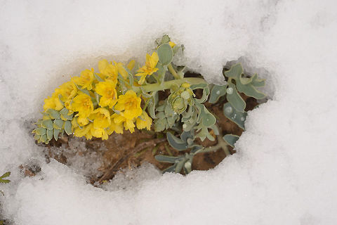 Leontice leontopetalum Leontice leontopetalum is a tuberous plant of Temperate Asia and Europe. Here you can see it in the Negev Desert Highlands (S Israel) after a rare snow storm. Geotagged,Israel,Leontice leontopetalum,Winter