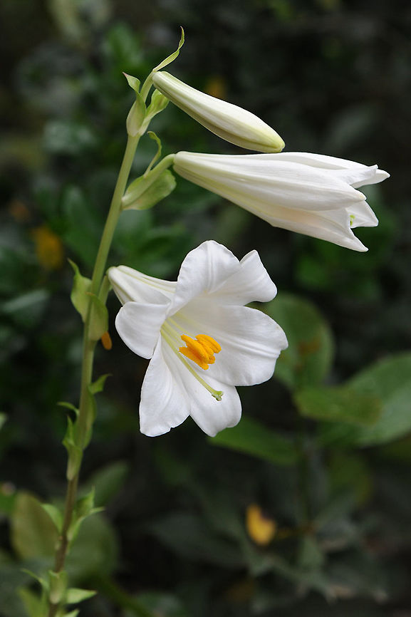 Lilium candidum Lilium candidum is a magnificent flower. It is rare and endangered. Geotagged,Israel,Lilium candidum,Madonna Lily,Spring