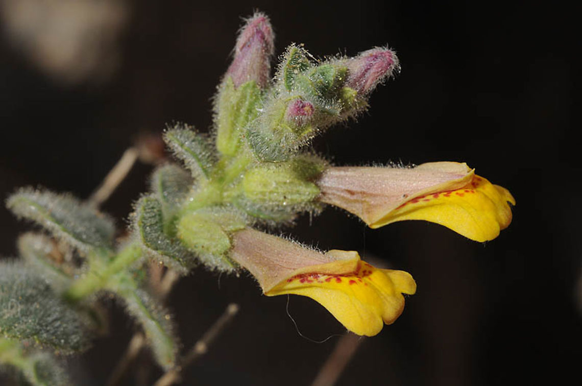 Lindenbergia sinaica Lindenbergia sinaica is a sub-shrub of the extreme desert. In S Israel it got extinct. This picture was taken in the last plants that were known in the country, but also dried and died in drought years.  S Israel, S of Eilat Geotagged,Israel,Lindenbergia sinaica,Winter