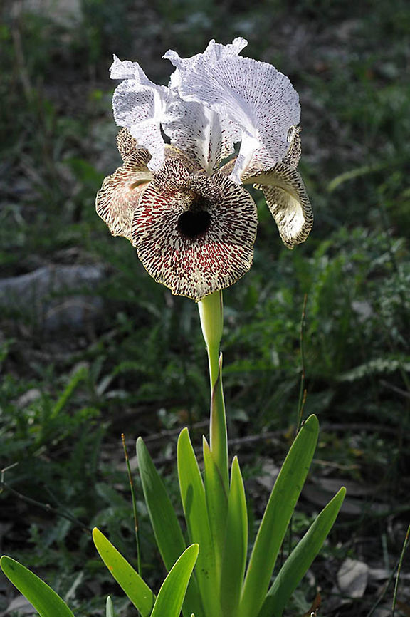 Iris bismarckiana Iris bismarckiana is a striking iris, found in N Israel, S Lebanon and Jordan. N Israel, Lower Galilee, Mt Yona above Nazareth Geotagged,Iris bismarckiana,Israel,Winter