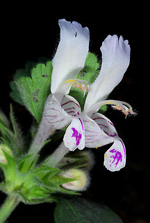 Lamium garganicum Lamium garganicum is a common Mediterranean perennial. N Israel, Upper Galilee, Mt Meiron Geotagged,Israel,Lamium garganicum,Spring