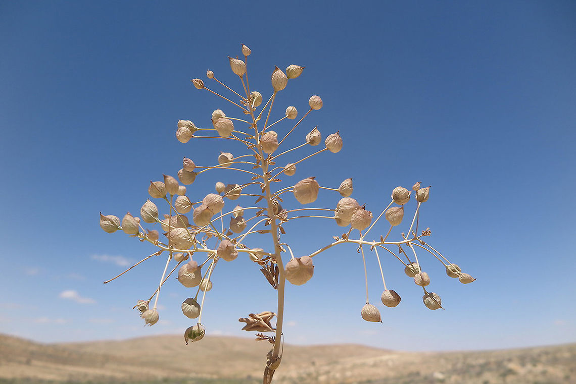 Leontice leotopetalum Leontice leotopetalum is a tumble weed. Here you can see its inflated fruits. S Israel, Negev Highlands, N Elot Geotagged,Israel,Leontice leontopetalum,Spring