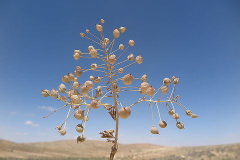 Leontice leotopetalum Leontice leotopetalum is a tumble weed. Here you can see its inflated fruits. S Israel, Negev Highlands, N Elot Geotagged,Israel,Leontice leontopetalum,Spring