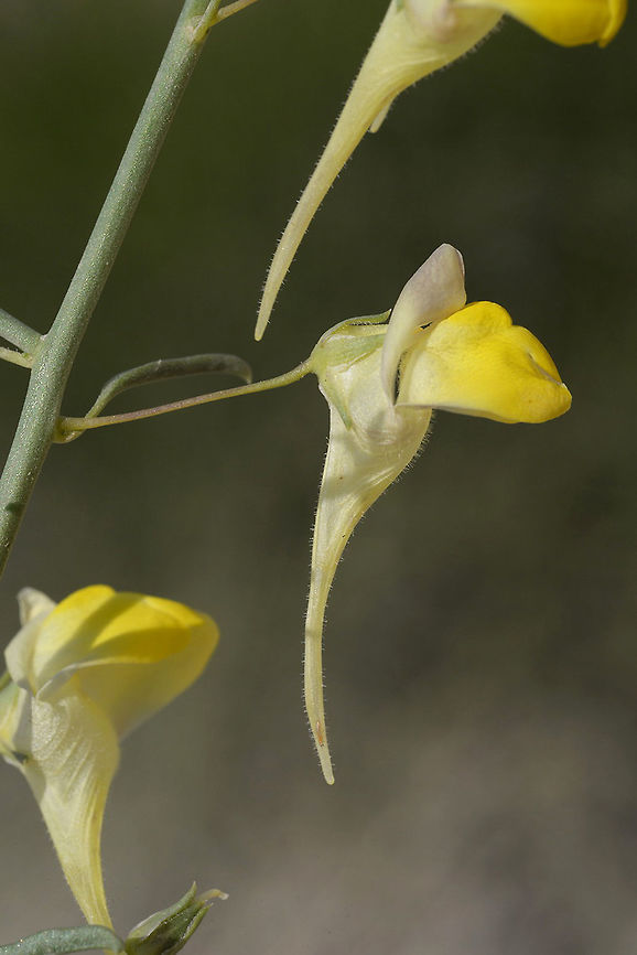 Kickxia spartioides Kickxia spartioides is a perennial of the extrme desert. S Israel, N Shizafon Geotagged,Israel,Kickxia spartioides,Nanorrhinum scoparium,Winter