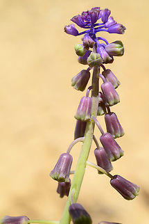 Leopoldia deserticola Leopoldia deserticola is a shy semi-desert bulbous plant. S Jordan, Upper Dana Reserve, 1250m Geotagged,Jordan,Leopoldia deserticola,Spring