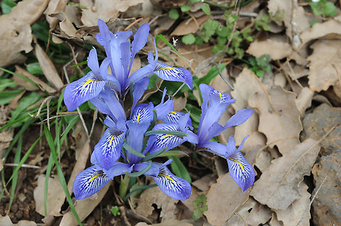 Iris histrio Iris histrio grwos between N Israel and S Turkey. It is a lovely winter bloomer. N Golan, Odem Forest Geotagged,Iris histrio,Winter,iris histrio