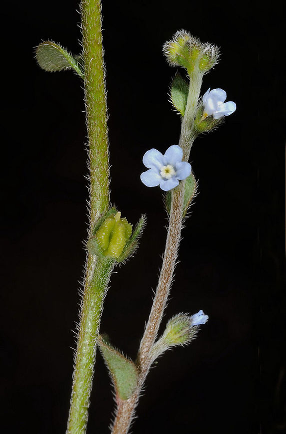 Lappula sinaica Lappula sinaica is a tiny annual of Egypt, N Saudi-Arabia and S Jordan. It grows in high arid mountains. Only in a close up one can see its lovely flowers and other details. S Jordan, Jebel Bagger Geotagged,Jordan,Lappula sinaica,Spring