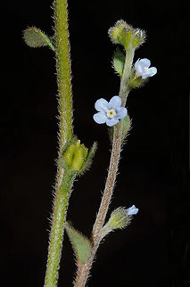 Lappula sinaica Lappula sinaica is a tiny annual of Egypt, N Saudi-Arabia and S Jordan. It grows in high arid mountains. Only in a close up one can see its lovely flowers and other details. S Jordan, Jebel Bagger Geotagged,Jordan,Lappula sinaica,Spring