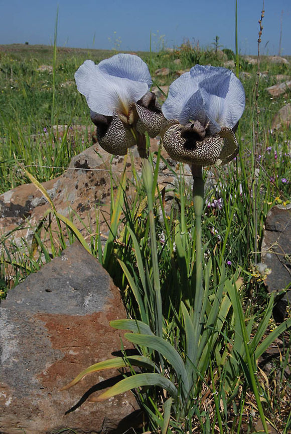 Iris hermona Iris hermona is a tall impressive narrow endemic iris. Golan Heights, Hamapalim Jnc. Geotagged,Iris hermona,Spring