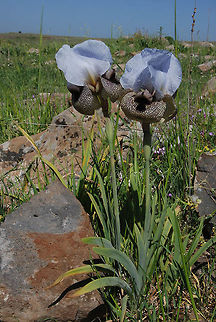 Iris hermona Iris hermona is a tall impressive narrow endemic iris. Golan Heights, Hamapalim Jnc. Geotagged,Iris hermona,Spring